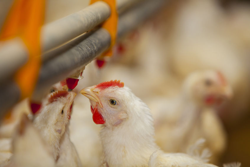 Chickens drinking water from a nipple waterer in a poultry farm.