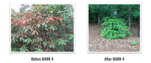 Side-by-side images showing a stressed, wilted plant with brown leaves on the left and a healthy, green plant in a wooded area on the right.