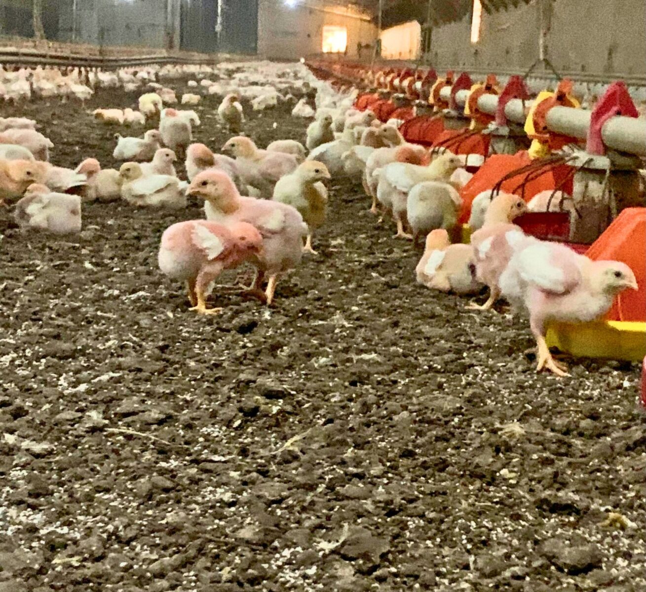 Chickens inside a large poultry farm, with many birds walking around and red feeding systems lining the walls. The floor is covered with bedding material.