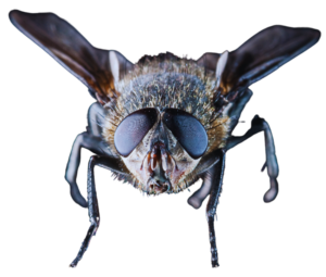 Close-up image of a housefly with detailed features, including large compound eyes, short antennae, and translucent wings, against a black background.