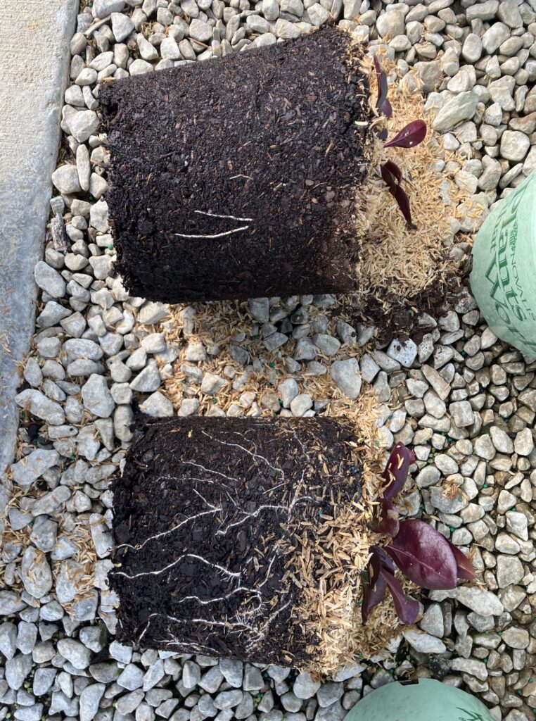 Two plants with soil intact, removed from their pots, lying on gravel. Some roots are visible, and one plant has purple leaves emerging. Green pots are partially visible on the right.